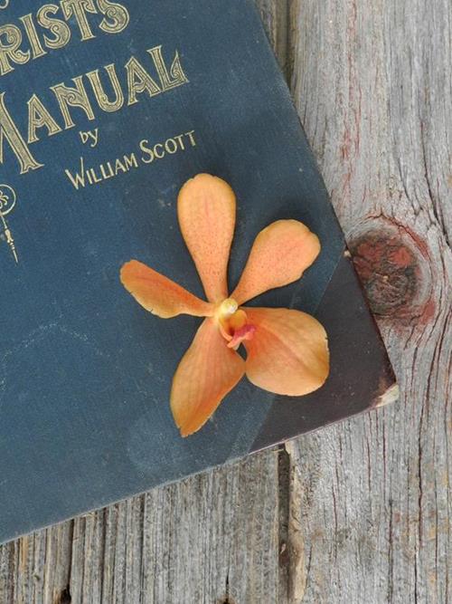 Buffalo  Orange Mokara Orchid